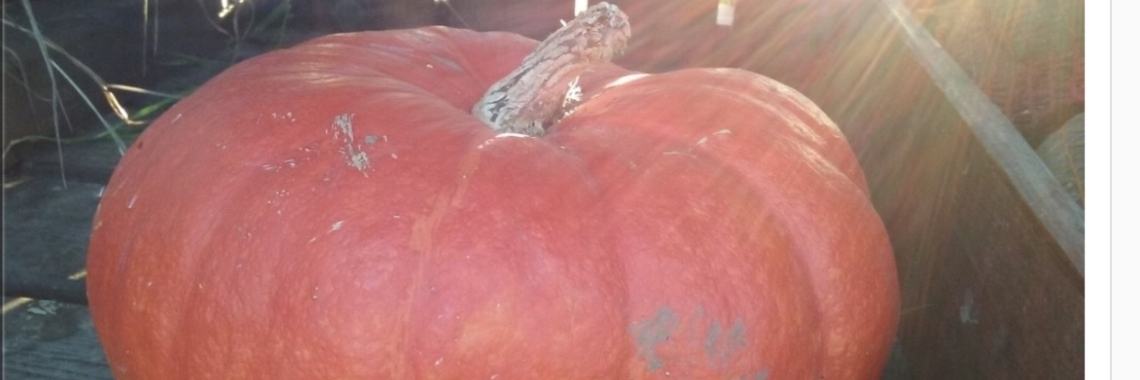 Pompoensoep. | jolandemooij