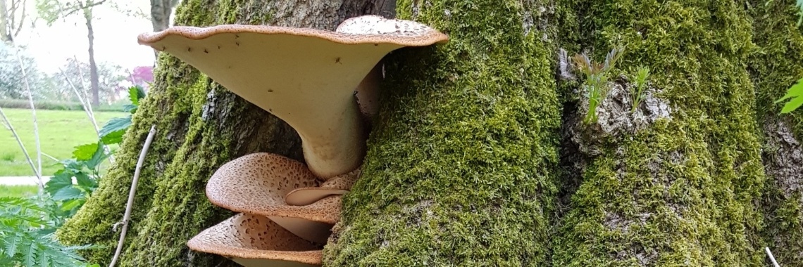 Prachtige paddenstoelen in de lente. | jolandemooij