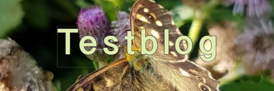 testblog | jolandemooij