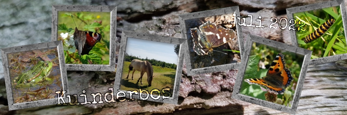 Kuinderbos juli 2022. | jolandemooij