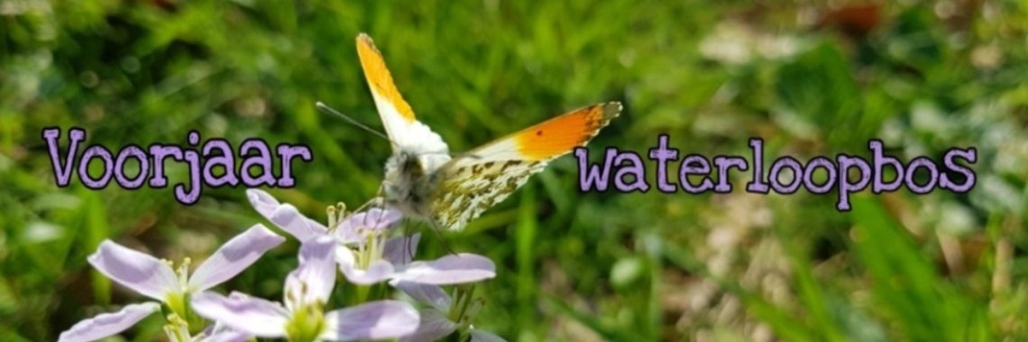 Waterloopbos wandeling | jolandemooij