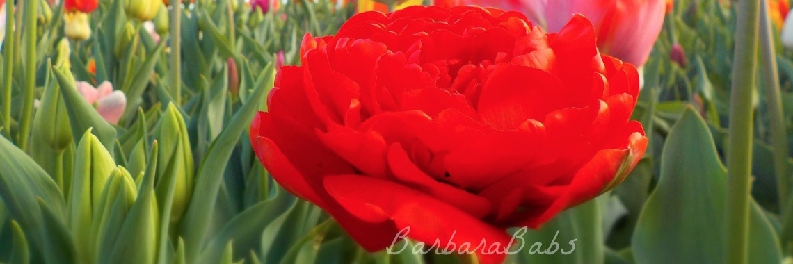 Eigenlijk zou het leven één groot feestje kunnen zijn, toch? | BarbaraBabs