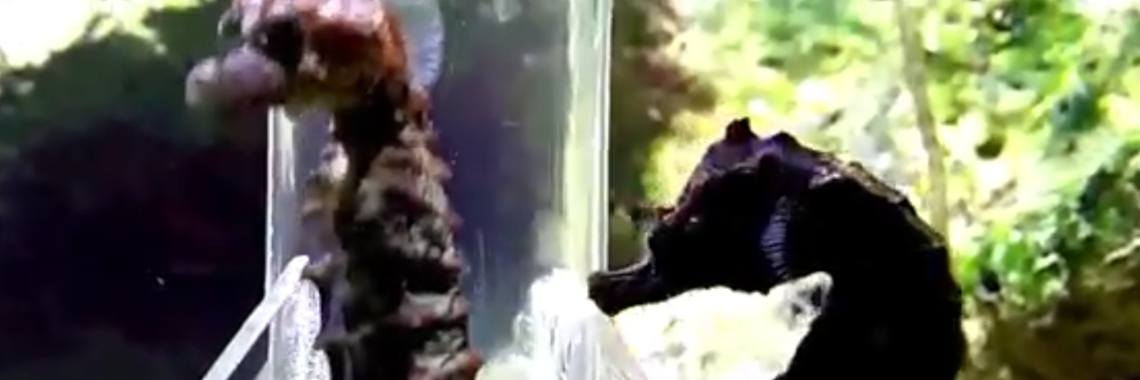 Zout water aquarium: zeepaardjes. Wat zijn ze mooi. | Ratelaar