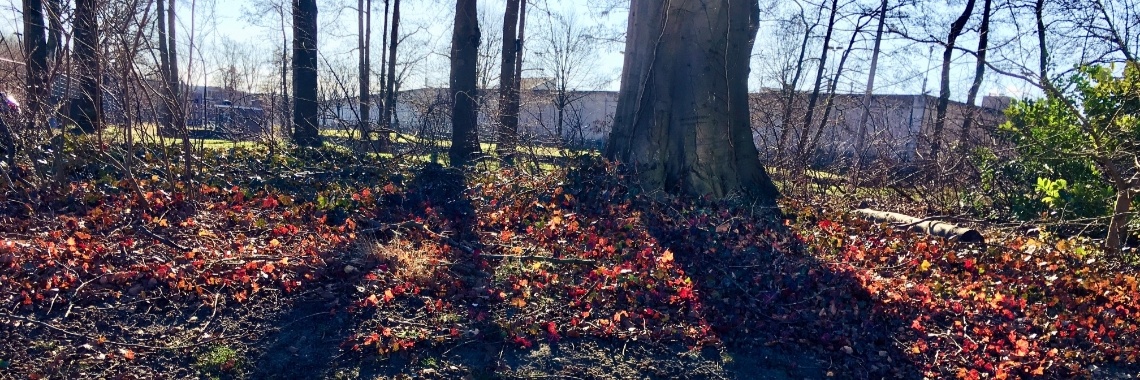 Een frisse neus halen! Sterrebos/Zuiderplantsoen Groningen | Dixi In Wonderland.