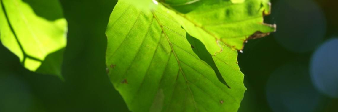 Re: Permacultuur in Nederland. Ik denk dat ik het virus te pakken heb. | Dixi In Wonderland.