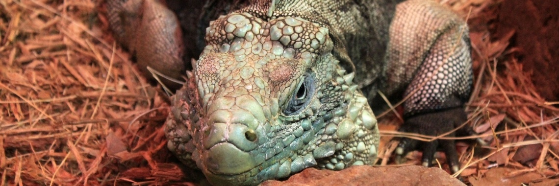 Een eindeloze reis naar ergens - Stap 34 | Guus Eftychía