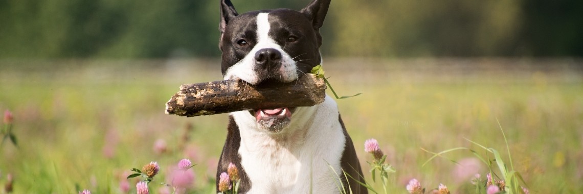 Een eindeloze reis naar ergens - Stap 90 | Guus Eftychía