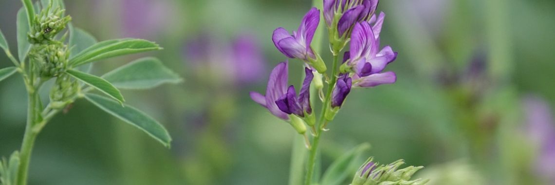 11 redenen om luzerne te zaaien | Mona