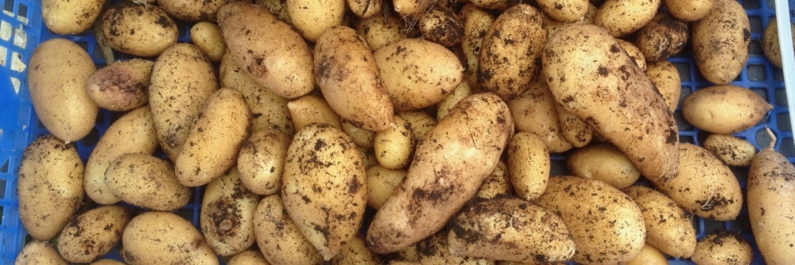 Aardappelen bovengronds kweken | Mona