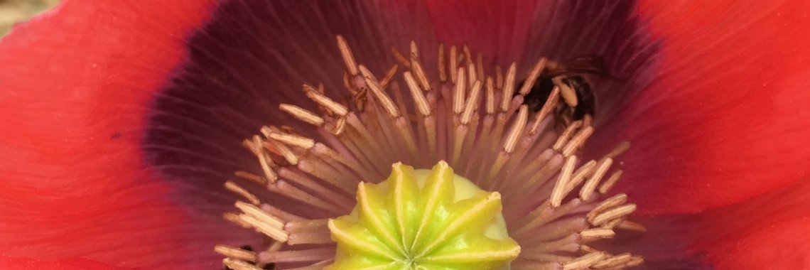 Aardhommel in papaver maakt een hoop herrie | Mona
