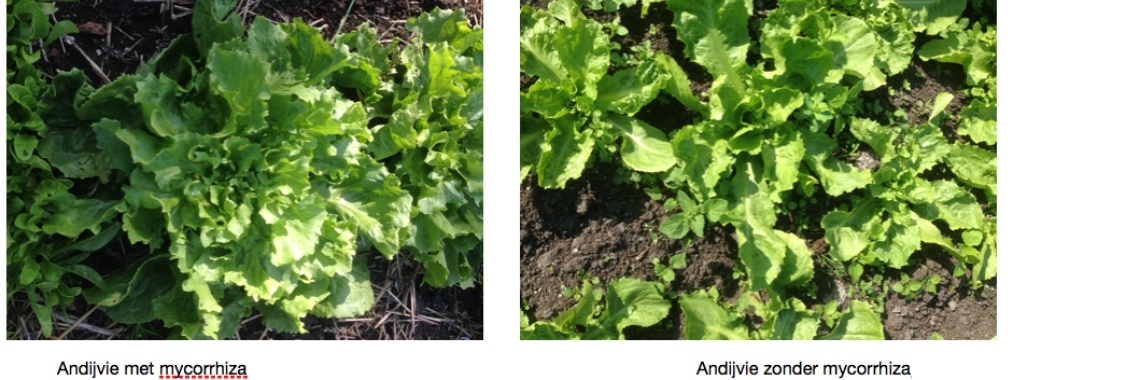 Mycorrhiza. De beste hulp in je tuin! | Mona