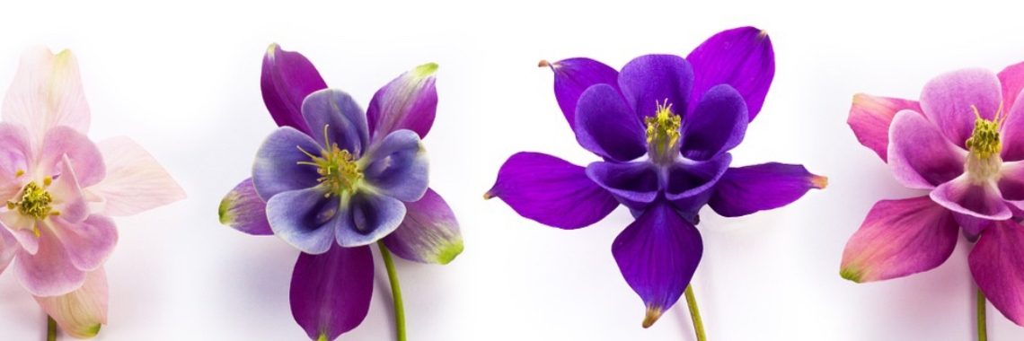 45 eetbare schaduwplanten  | Mona