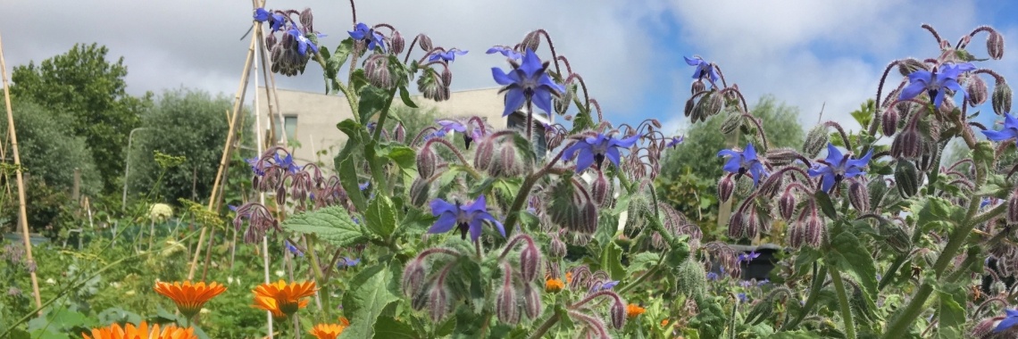 Er zit dit jaar weinig nectar in de bloemen. | Mona