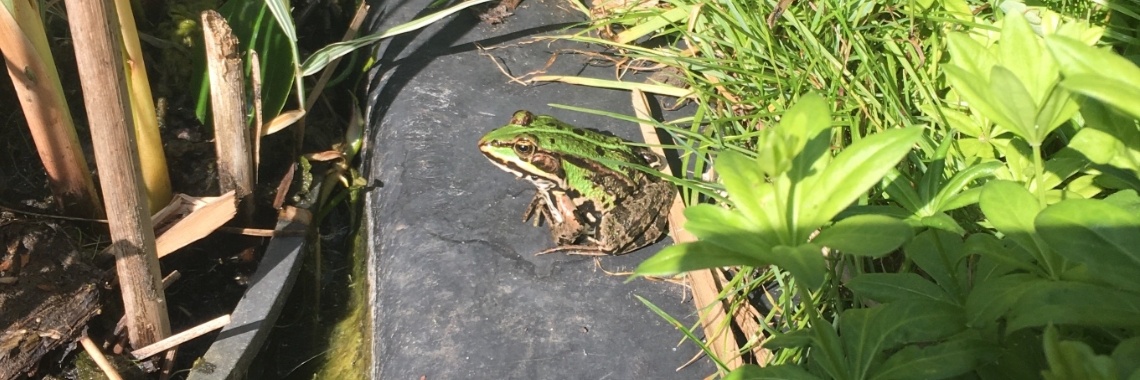 Update: Groene kikker (of poelkikker) Een liefhebber kwam langs.... | Mona
