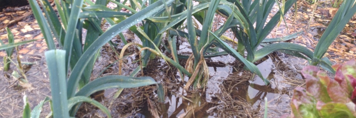 Hügelbeet.  Ophogen, 30% meer ruimte, betere waterafvoer en vocht vasthouden bij langdurige droogte | Mona