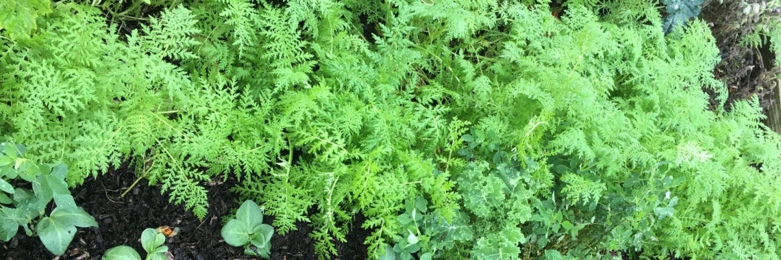 Voorbereidingen op de herfst en winter. Laat de voedingsstoffen niet wegspoelen! | Mona