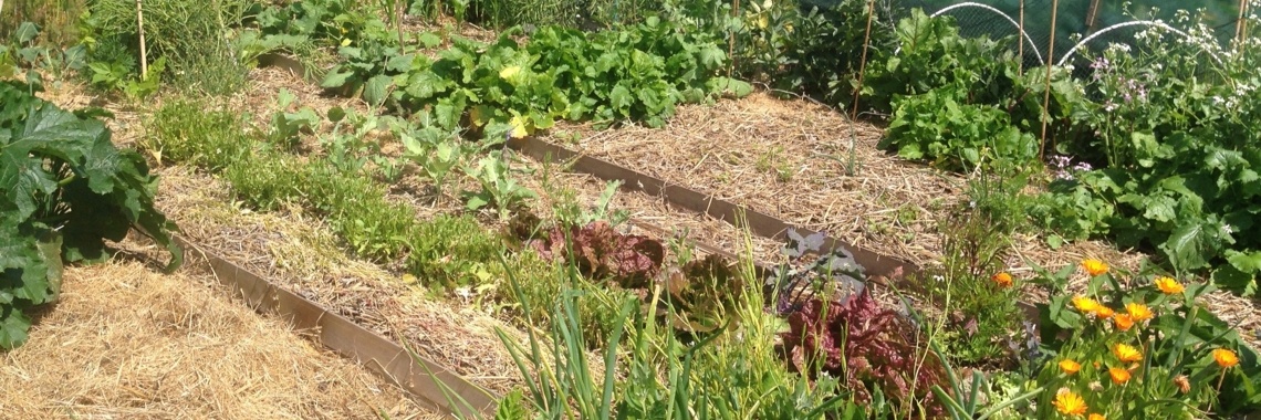 Verbeter de grond door mulch. | Mona
