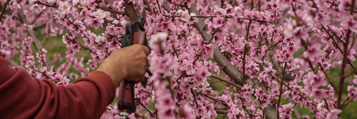 Waarom groeit alles ineens zo hard nadat je hebt gesnoeid, gemaaid of bladgroentes hebt afgesneden? | Mona