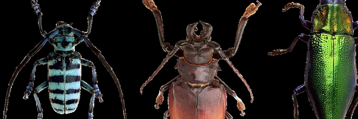 Wat nekt 't insect? | Mona