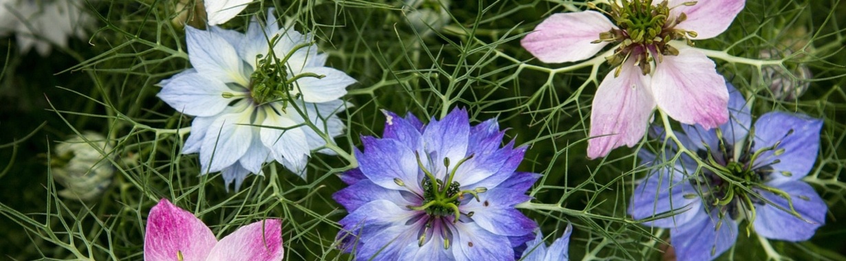 The healing power of 'damselfly in the green' | Mona