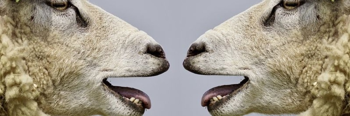 Door de mand vallen: Mooi! Heb jij dit zelf geschreven/gemaakt? | wakeupkitty