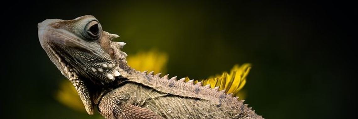 Stories: Over een krijger en hagedis | wakeupkitty