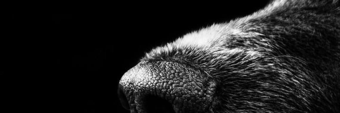 Een vertrapte lappenpop | wakeupkitty