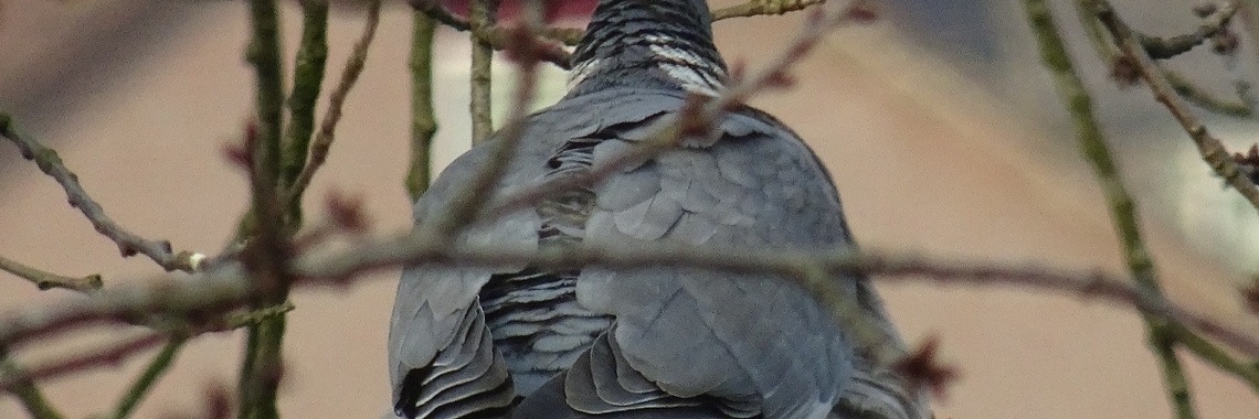 Elfje: Droomprins? | wakeupkitty