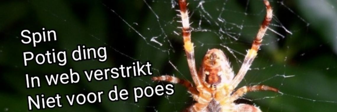 Elfje: Spinnijdig | wakeupkitty