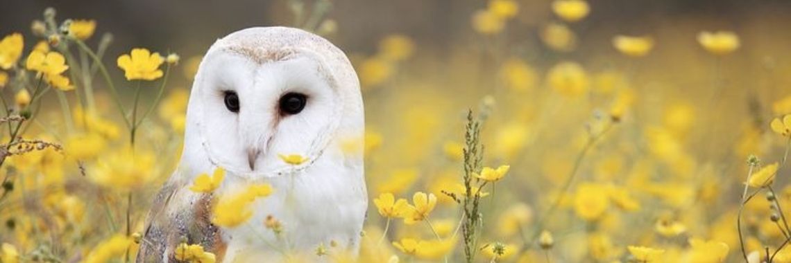 Geen nieuws goed nieuws? (140w) | wakeupkitty