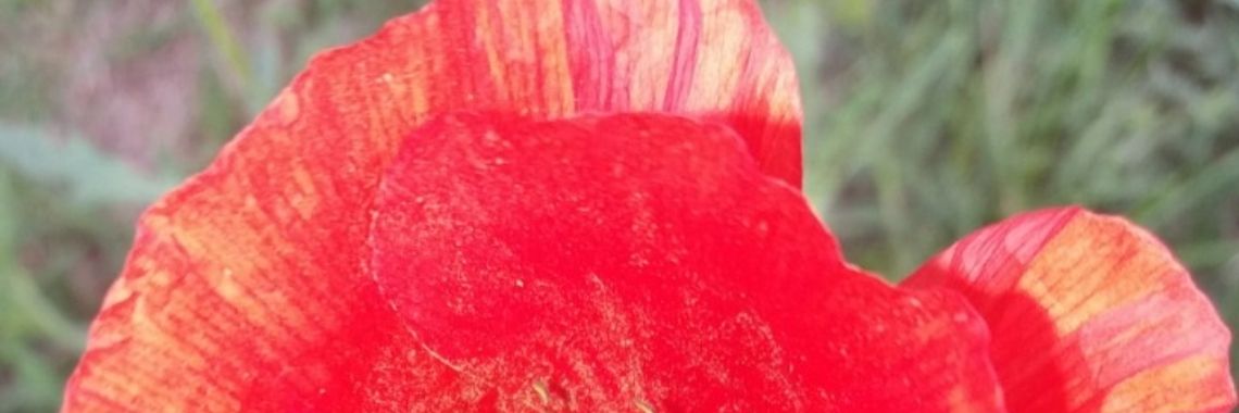 Stories: Gewonnen! | wakeupkitty