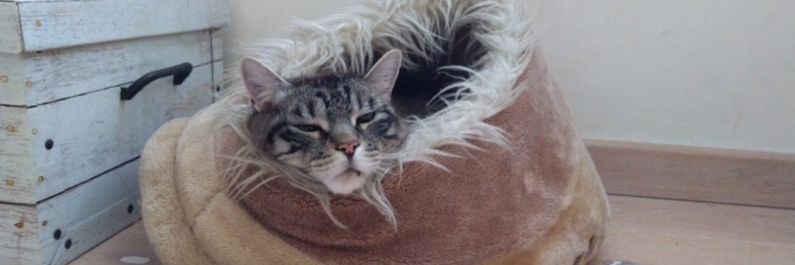 Haiku - Cold outside | wakeupkitty