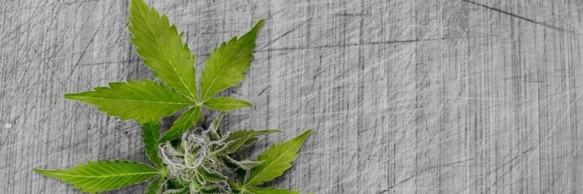 Hopla 1 copla - EHBO | wakeupkitty