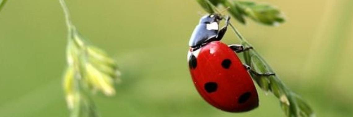 Hopla 1 copla: Zomertijd | wakeupkitty