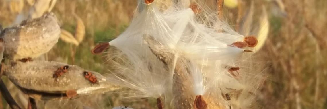 Medisch: Hooikoorts ook in de winter (schema pollen wanneer actief) | wakeupkitty