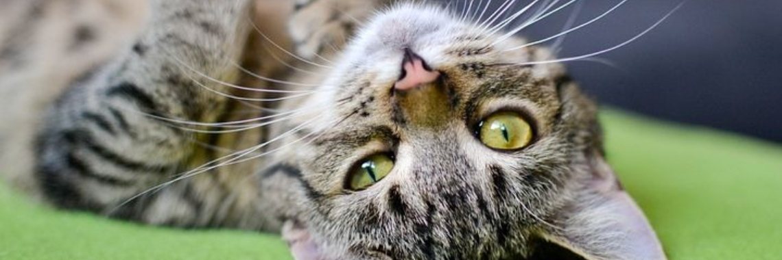 Je krijgt 5 minuten meer niet! | wakeupkitty