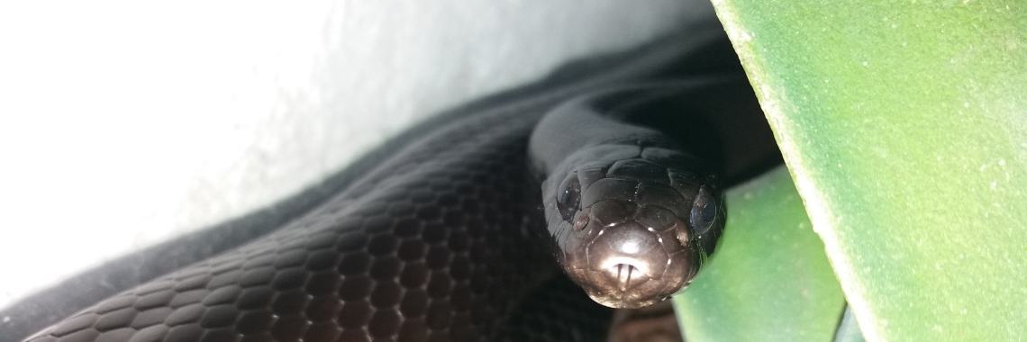 MyLife: Kevin | wakeupkitty