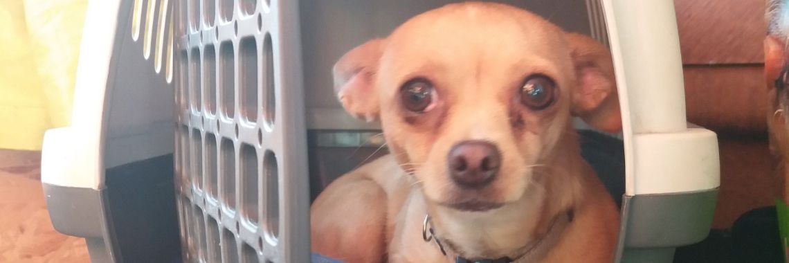 Oppassen: Leenhond-dag 11 | wakeupkitty