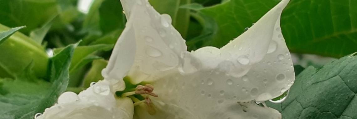 Leven van de lucht | wakeupkitty