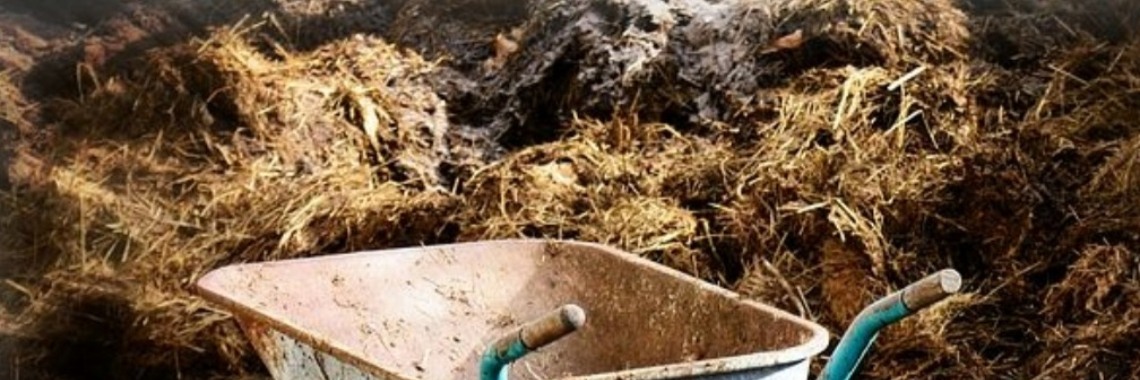 MyLife: Schrikbarend schijterige schapen | wakeupkitty