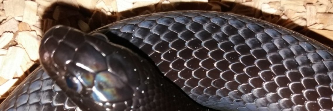 MyLife: Terwijl ik uit mijn schulp kruip (rondeel) | wakeupkitty