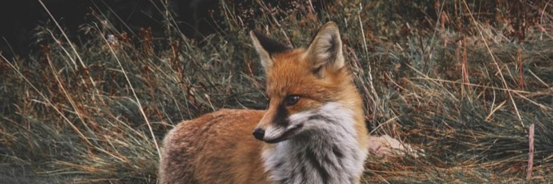 MyLife: Vossenjacht dag | wakeupkitty