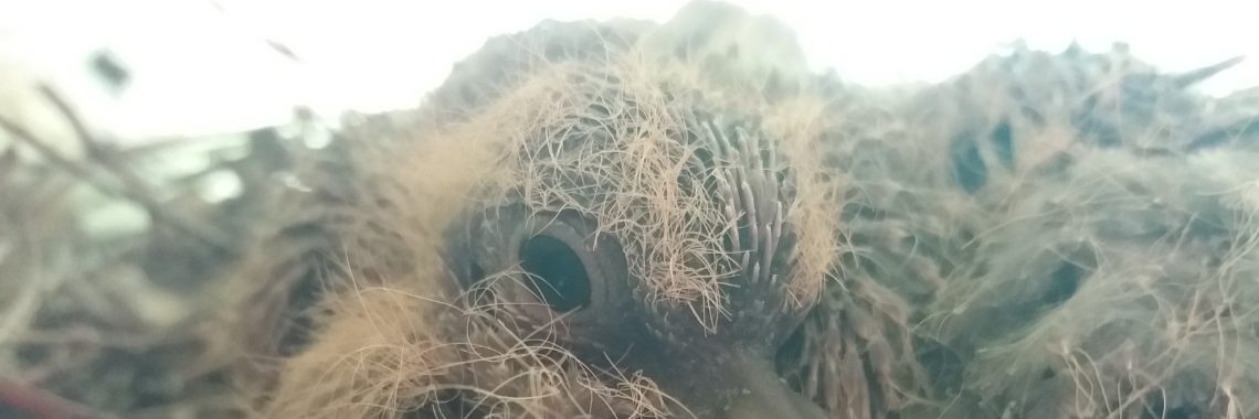 Nest verlaten (140w) | wakeupkitty