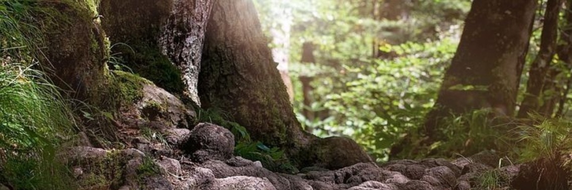 Opinion: Het reuze sprookje | wakeupkitty