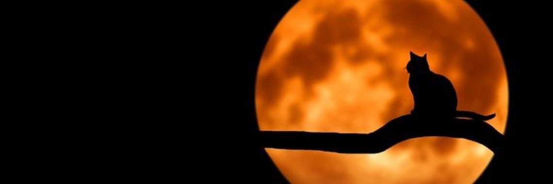 Opinion: Teleurstellend | wakeupkitty