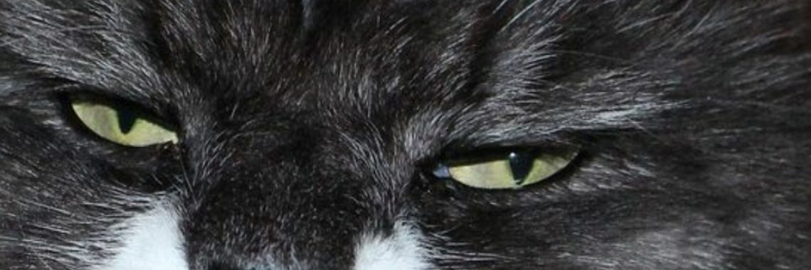 Opinion: Zelfs geen limonade... | wakeupkitty