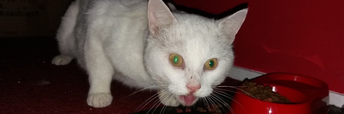 Oppositie | wakeupkitty