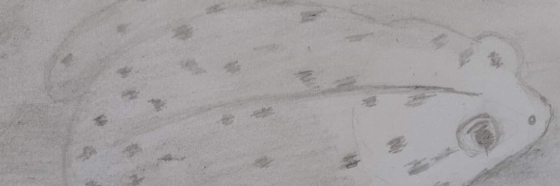 Pad en Geit. | wakeupkitty