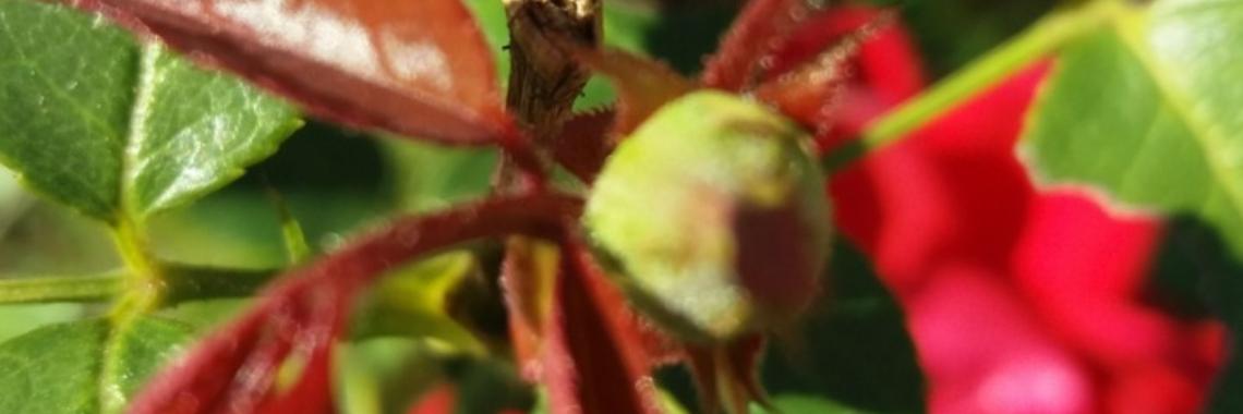 Samen: Moeder Natuur... | wakeupkitty