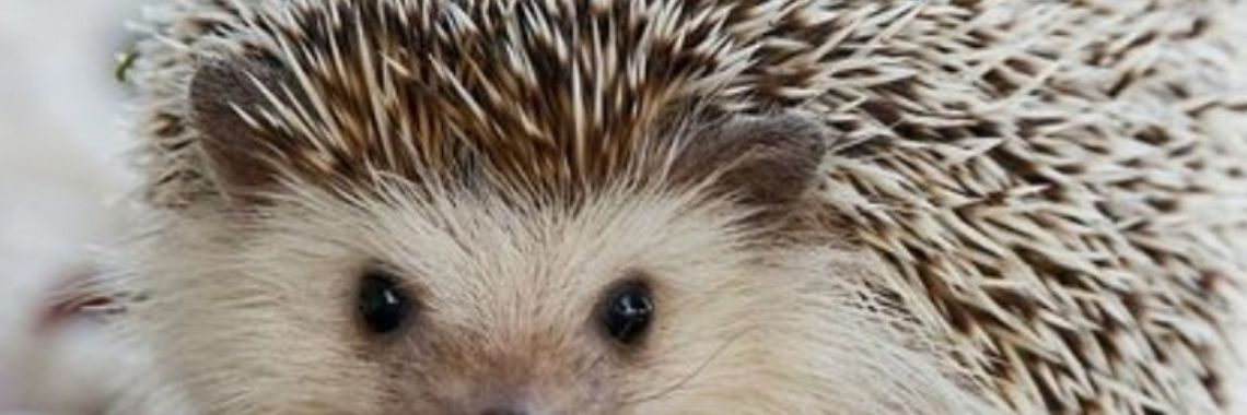 Spreekwoord: Een stekelige vrind... | wakeupkitty
